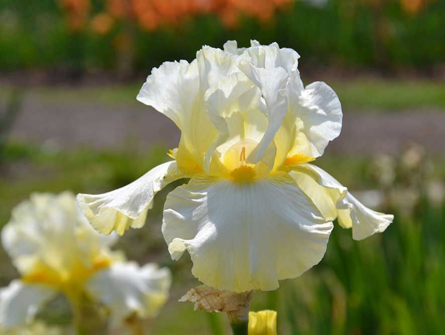 Vom Zauber der Iris